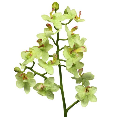 Floristik24 Orkide 56cm lysegrønn