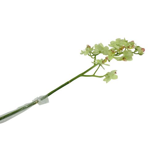 Floristik24 Orkide 56cm lysegrønn