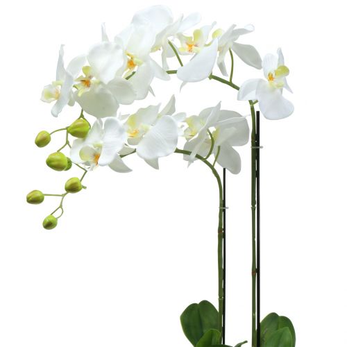 Orchid White på 65cm pære