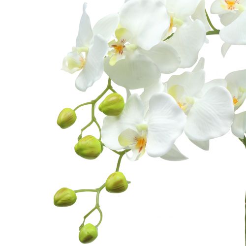 Floristik24 Orchid White på 65cm pære