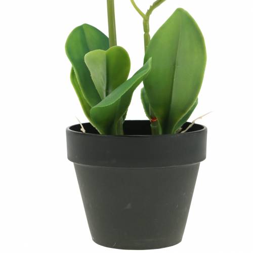 Floristik24 Orkideer hvite i en gryte kunstig plante H35cm