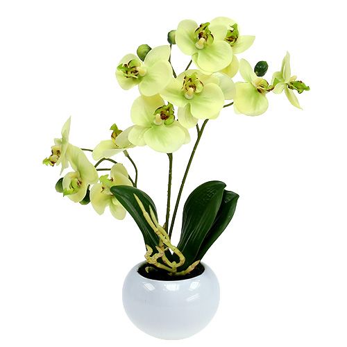 Floristik24 Orkideer i en grønn potte H30cm