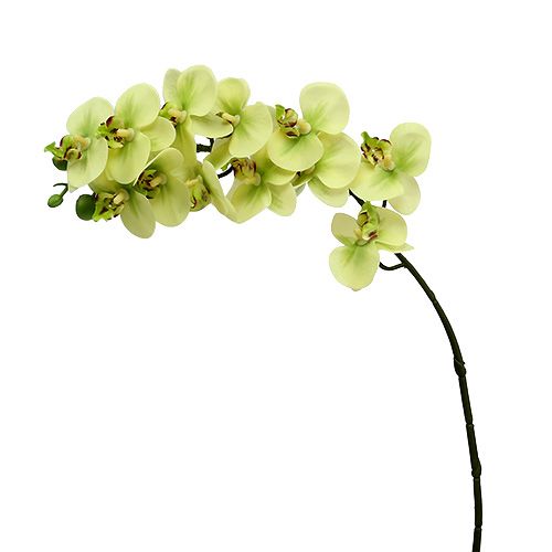 gjenstander Orkidégren lysegrønn L58cm