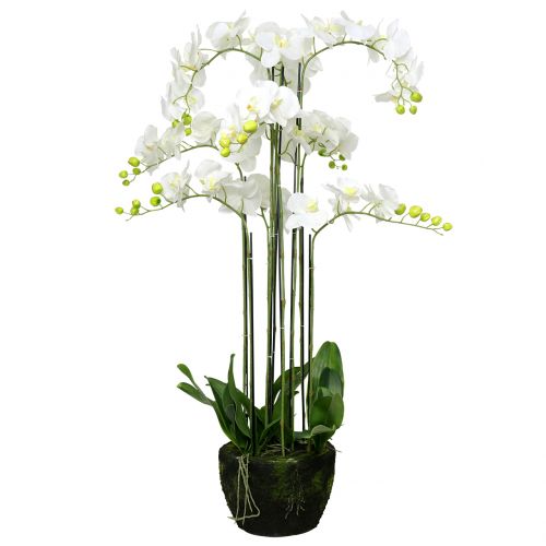 Orkidé hvit på en kule på 118cm
