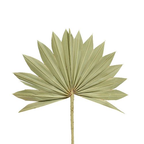 Palmspear Sun mini natur 50stk