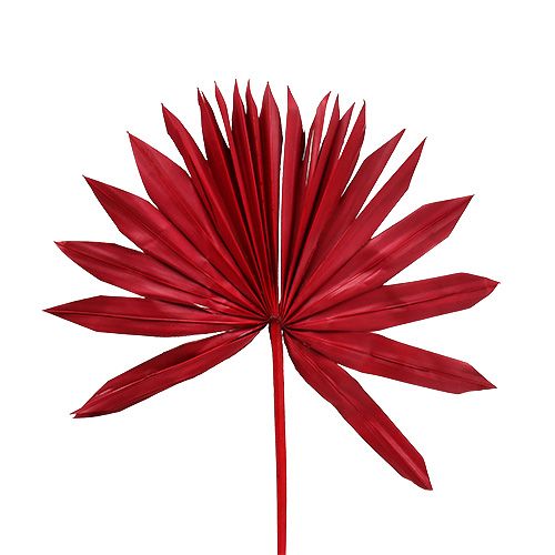 Floristik24 Palmspear Sun mini rød 50stk