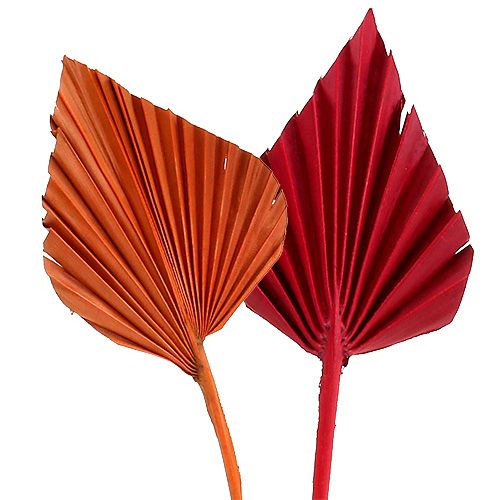 Palmspyd assortert rød/oransje 50stk