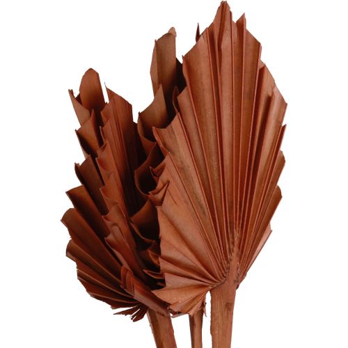 gjenstander Palmespyd palmeblader naturlig dekor brun 5-9×14cm L35cm 4stk