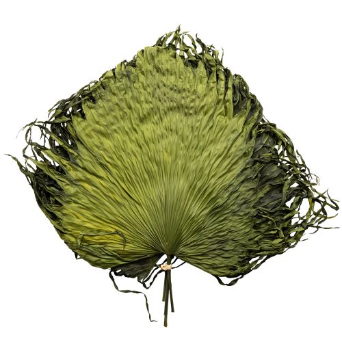 gjenstander Palmebladdekorasjon for eksotiske arrangementer og borddekorasjoner, 5 stk.