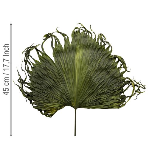 gjenstander Palmebladdekorasjon for eksotiske arrangementer og borddekorasjon