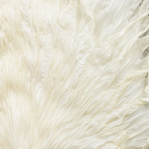 gjenstander Palmeblader tørkede dekorative blader bleket 45 cm 5 stk