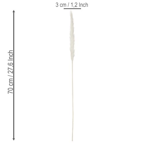 Pampasgress tørkede blomster bleket 70 cm 15 stk | Floristik24.no