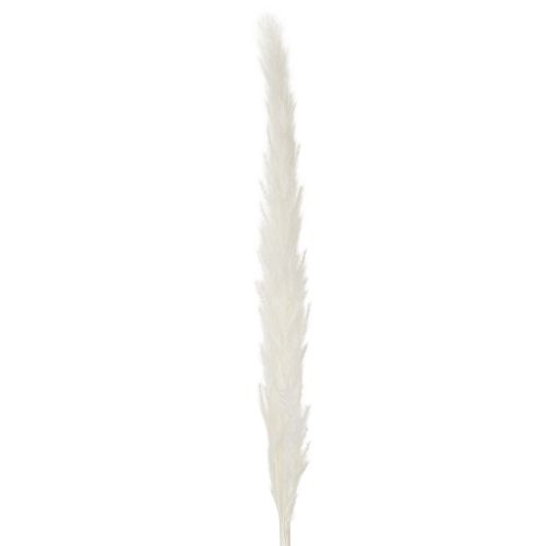 Pampasgress tørkede blomster bleket 70 cm 15 stk | Floristik24.no