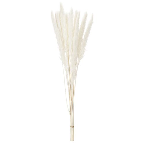 Pampasgress tørkede blomster bleket 70 cm 15 stk | Floristik24.no
