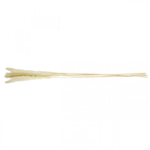 Floristik24 Tørket pampas gresskrem til tørr bukett 65-75cm 6 stk