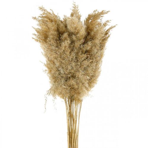 Floristik24 Pampas gress tørket naturlig tørr dekorasjon 65cm 20 stk i en bunt