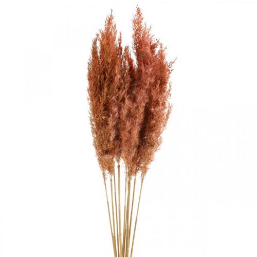 Floristik24 Pampas gress tørket rosa tørr blomsterdekor 75cm haug med 10 stk