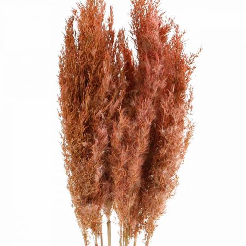Floristik24 Pampas gress tørket rosa tørr blomsterdekor 75cm haug med 10 stk