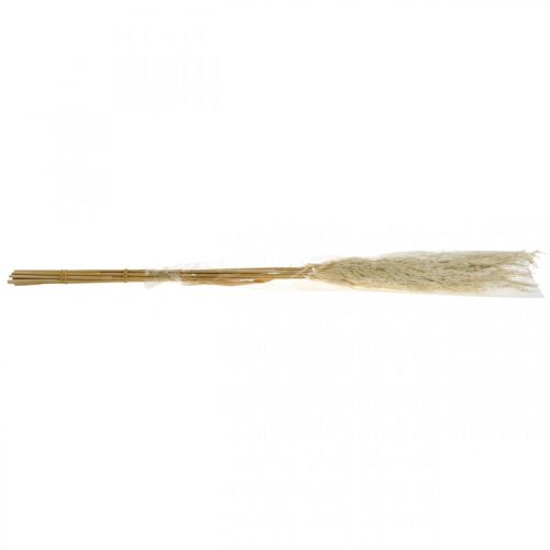 Floristik24 Tørket pampas gress bleket 75 cm for tørr bukett Bunt på 10