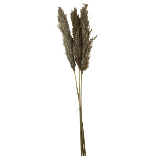 gjenstander Pampagress tørket dekorativ tørt gress natur 95cm 3stk