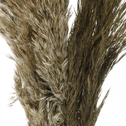 gjenstander Pampagress tørket naturlig tørt gress haug 70-75cm 6stk