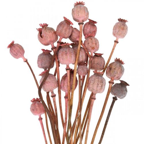 Floristik24 Dry Deco Poppy Kapsler Rosa valmuefargede tørkede blomster 75g