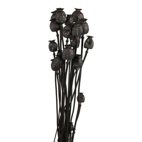 Floristik24 Tørkede blomster valmue kapsler tørket Black Papaver 80g