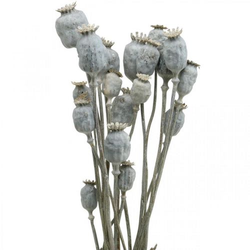 Deco Poppy Hvite Tørkede Blomster Valmuekapsler Papaver Bunch på 75g