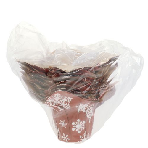 Floristik24 Papirpotter med snøfnugg rød, hvit Ø7cm 12stk