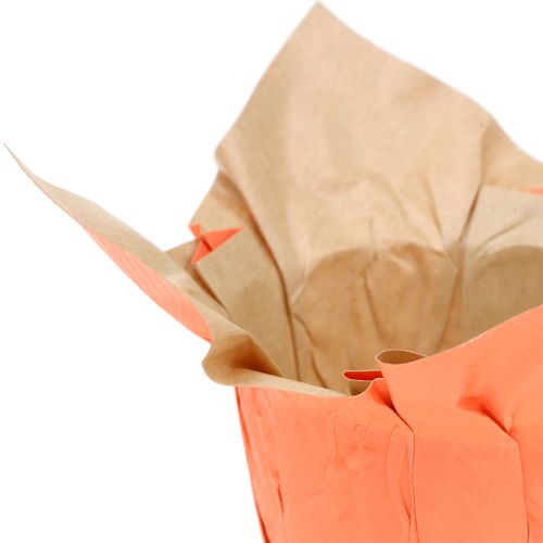 Floristik24 Papirgryteplante oransje / rød Ø8cm 12stk