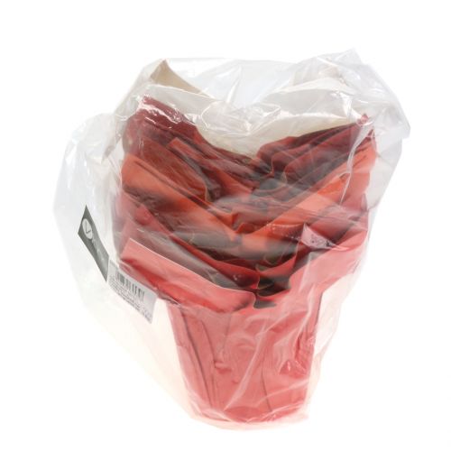 Floristik24 Papirgryteplante oransje / rød Ø10cm 12stk