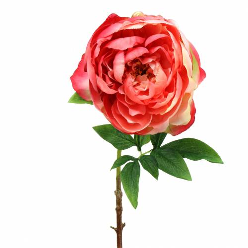 Floristik24 Peonrosa 59cm