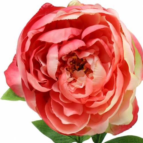 Floristik24 Peonrosa 59cm