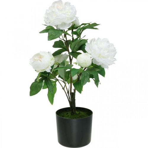Floristik24 Kunstig Paeonia, pion i potte, dekorativ plante hvite blomster H57cm