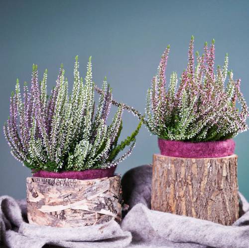 Floristik24 Plantekar rund bjørkepotte Ø17/23cm 2stk