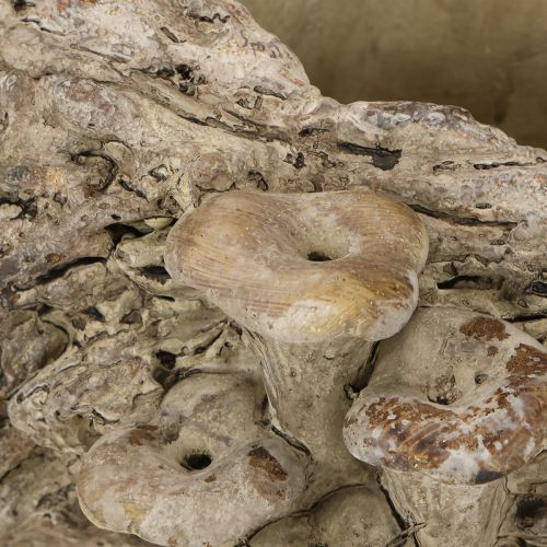 gjenstander Plantekasse i støpt stein med sopp, 36 × 18 × 12,5 cm