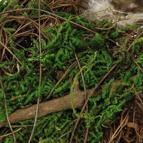 Floristik24 Planting av båtranker og moseplanteskål 31 × 17 × 6 cm