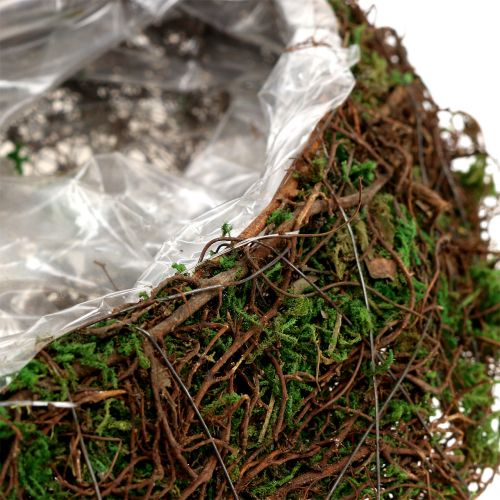 Floristik24 Plante bølgemose med ranke 28cm x30cm