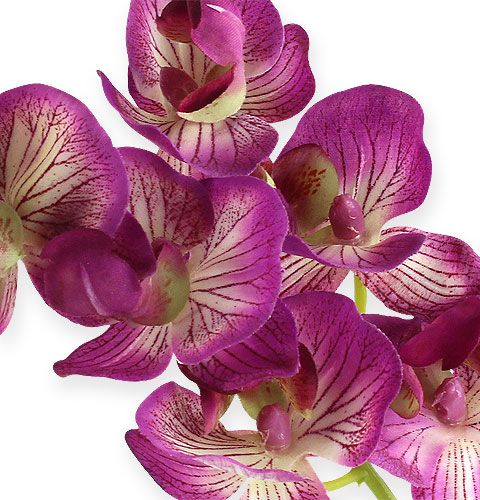 gjenstander Orchid Phalaenopsis Purple-Cream 62cm