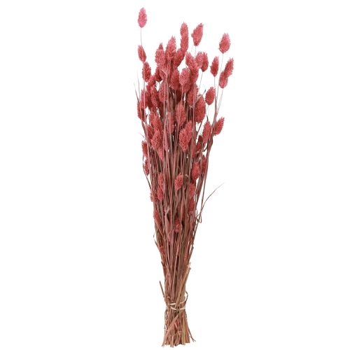 Floristik24 Phalaris skinne gress tørkede blomster rosa 64cm 70g × 2stk