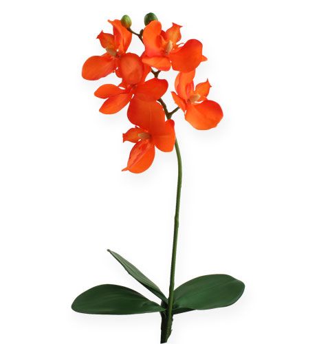 Floristik24 Kunstig orkide med blader oransje 35cm