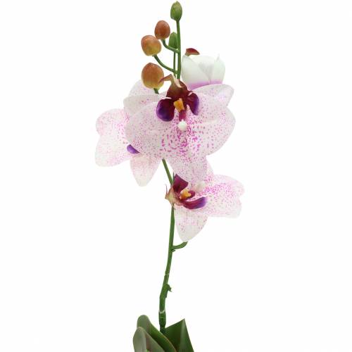 Floristik24 Kunstig orkidé Phaleanopsis White, Purple 43cm