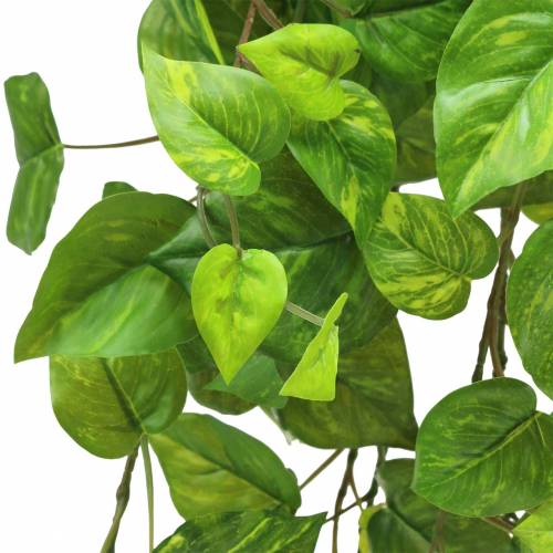 gjenstander Philodendron henger 80cm