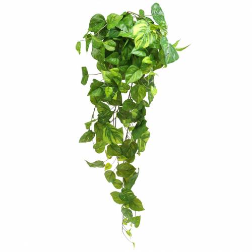 Philodendron henger 80cm