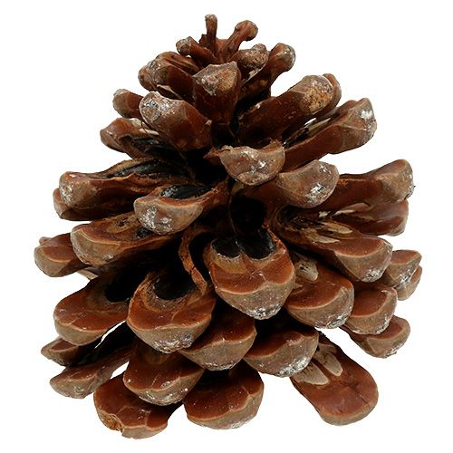 gjenstander Pinus Pinea medium 10/14cm naturlig 50p