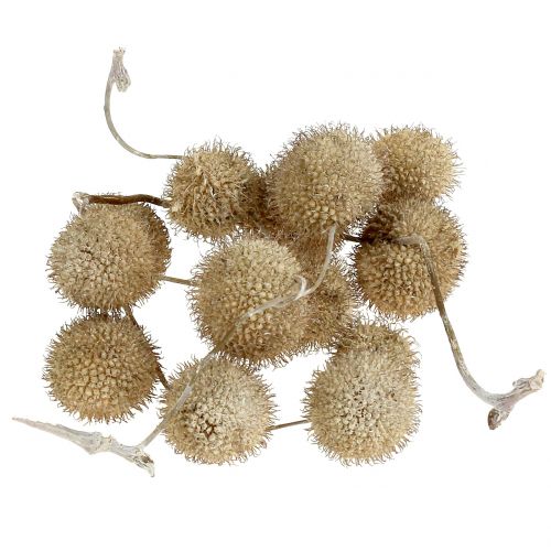 Floristik24 Hvite frukter vasket 250g