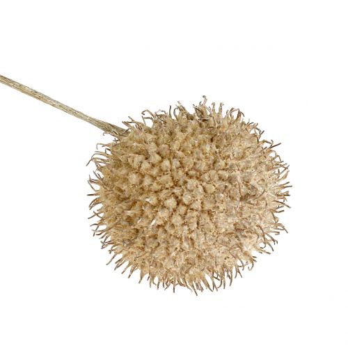 Floristik24 Hvite frukter vasket 250g