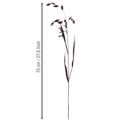 Flatøret gress tørt gress Chasmantium lilla 70 cm 10 stk | Floristik24.no