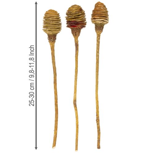 gjenstander Platyspermum Krem 1-3, 50 stk.