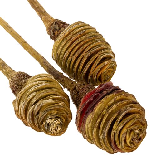 gjenstander Platyspermum Krem 1-3, 50 stk.